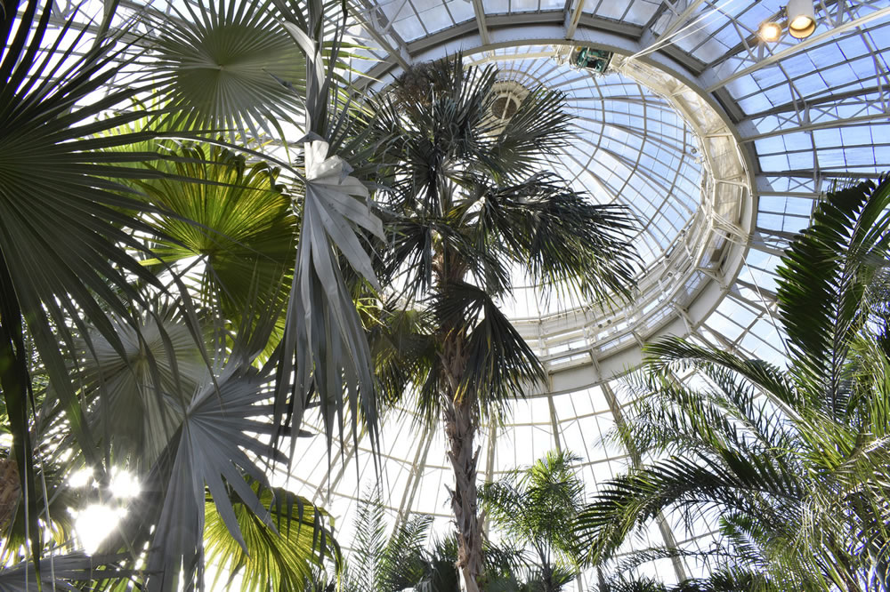 Conservatory Dome