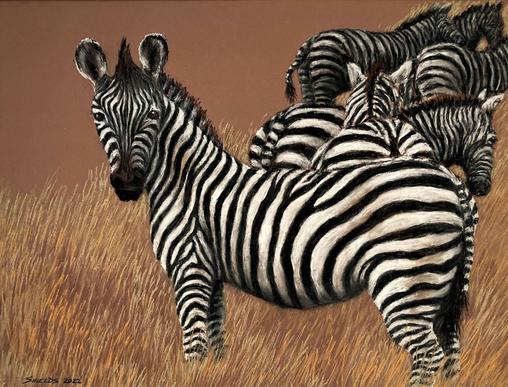 Zebra Herd - Amboseli NP, Kenya