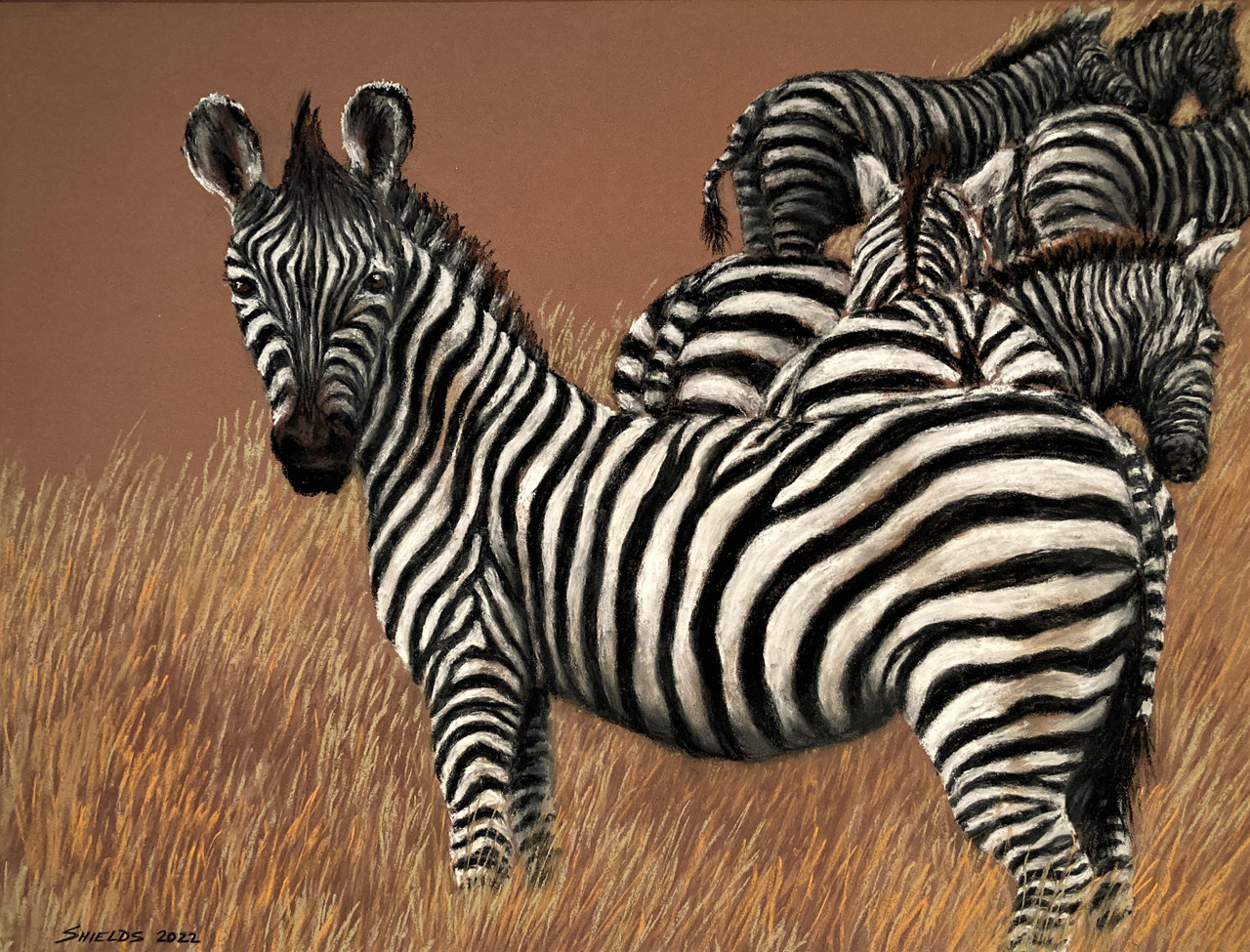 Zebra Herd - Amboseli NP