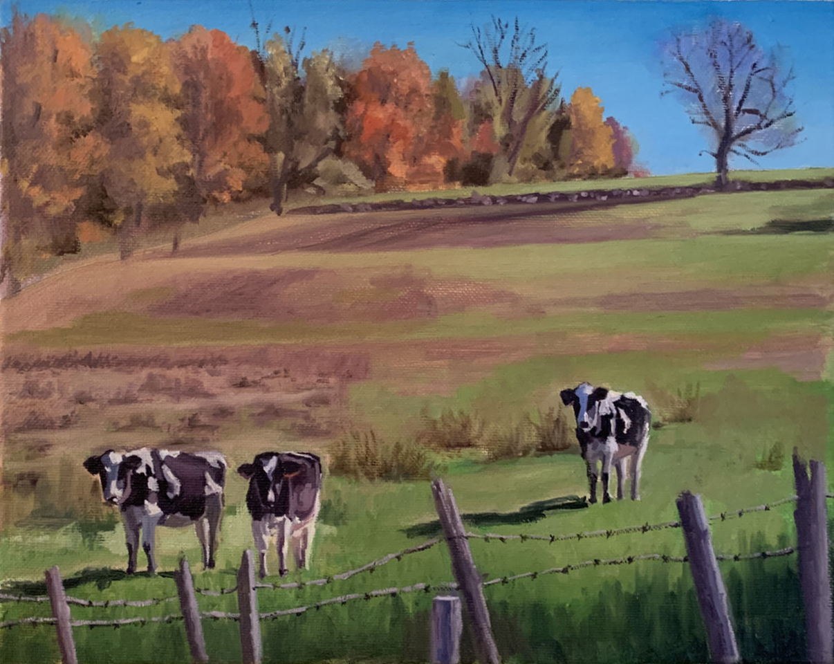 Cows in field at Ferris Acres