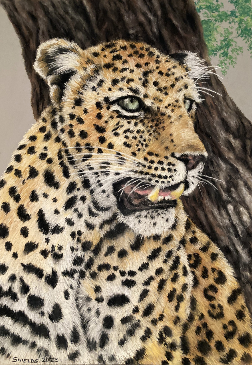 Female Leopard, N. Serengeti NP