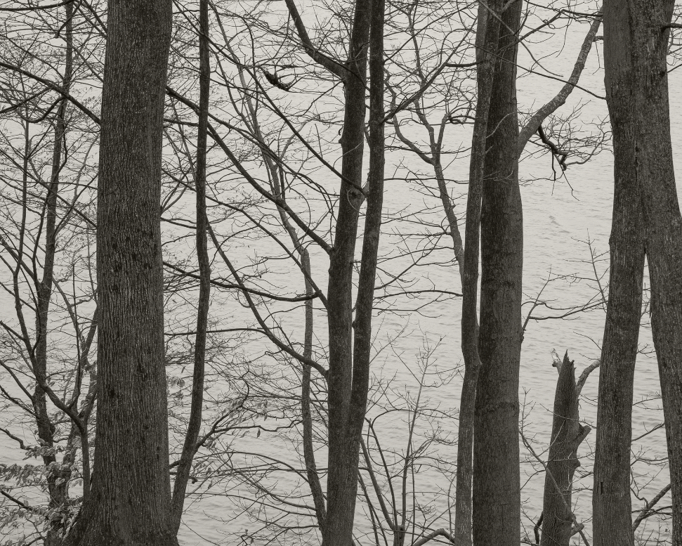 Tree Line